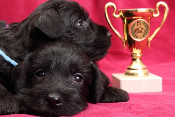 Miniature Schnauzer puppies — Stock Photo, Image