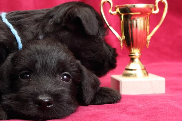 Miniature Schnauzer puppies — Stock Photo, Image