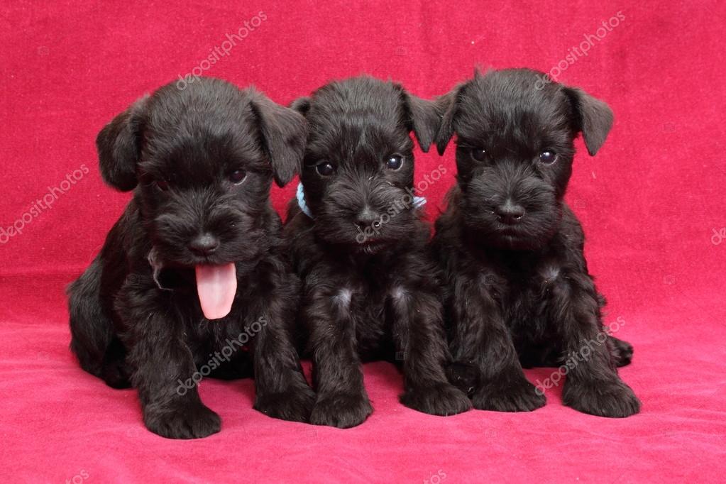 Nains Schnauzer Images Libres De Droit Photos De Nains Schnauzer Depositphotos