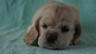 Amerikan cocker spaniel köpek yavrusu