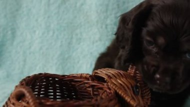 Amerikan cocker spaniel köpek yavrusu