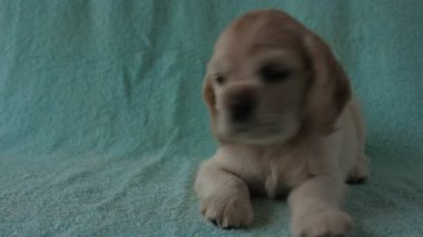 Amerikan cocker spaniel köpek yavrusu