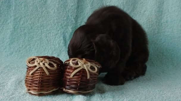 Puppy American Cocker Spaniel — Stock Video