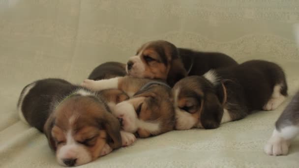 Perros pequeños cachorros beagle — Vídeos de Stock