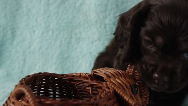 Filhote de cachorro americano Cocker Spaniel — Vídeo de Stock