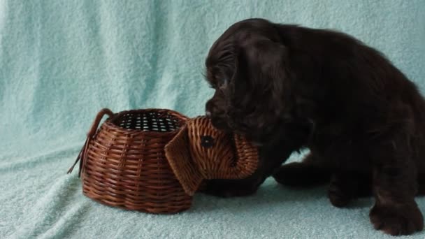 Valp amerikansk cocker spaniel — Stockvideo