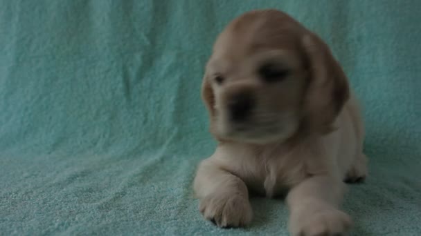 Filhote de cachorro americano Cocker Spaniel — Vídeo de Stock