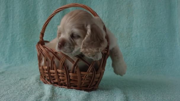 Puppy American Cocker Spaniel — Stock Video