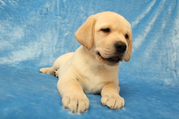 Little labrador puppy — Stock Photo, Image