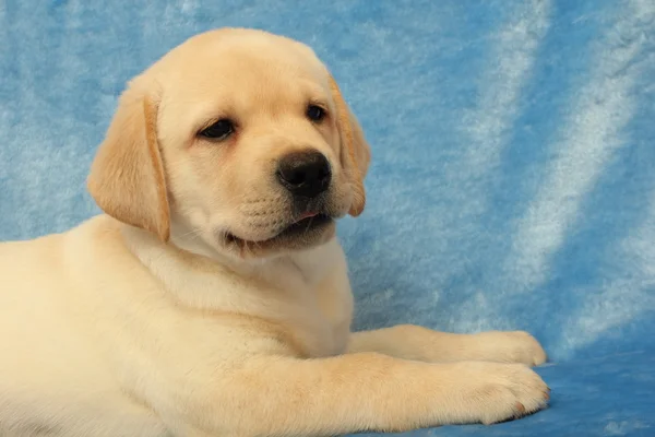 labrador yavrusu