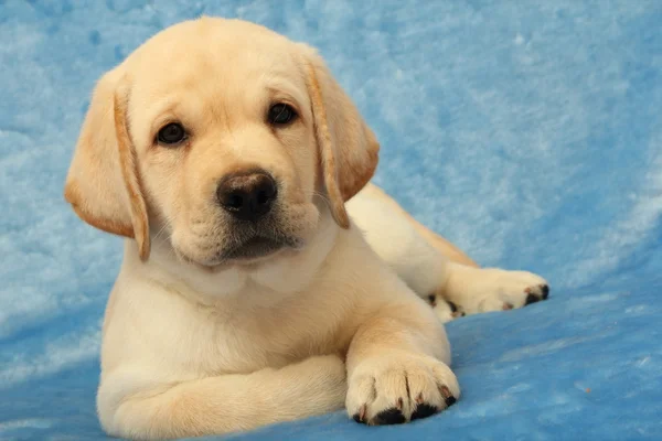 Liten labrador valp — Stockfoto