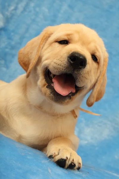 Little labrador puppy — Stock Photo, Image