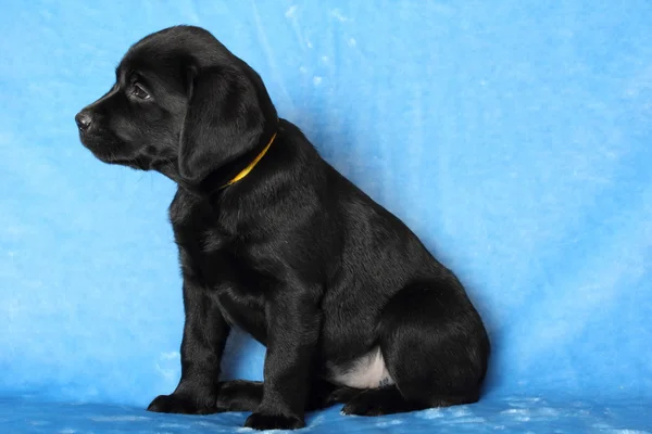 Pequeño cachorro labrador — Foto de Stock