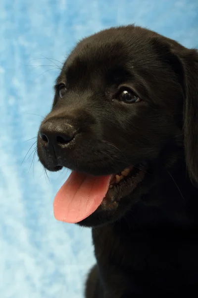 Pequeño cachorro labrador — Foto de Stock