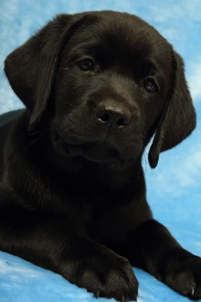 Cãozinho labrador — Fotografia de Stock