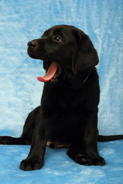 Little labrador puppy — Stock Photo, Image