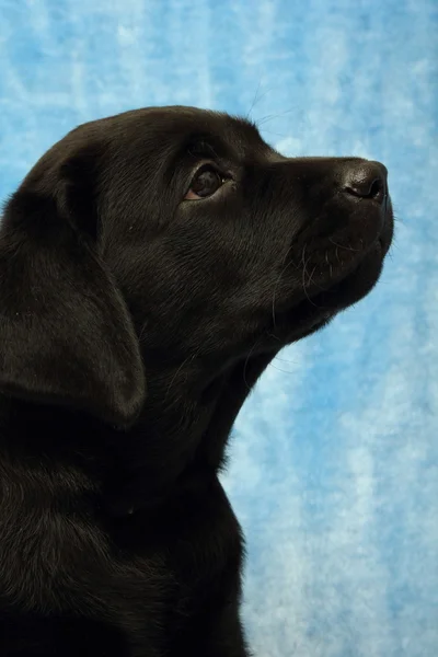 Cãozinho labrador — Fotografia de Stock