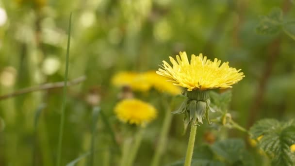 Flores de campo — Vídeo de Stock