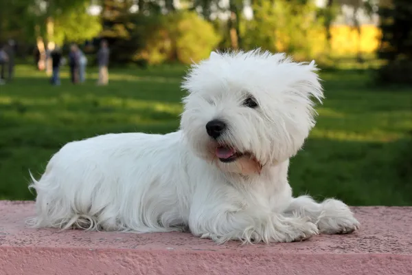 Batı Highland Beyaz Teriyeri