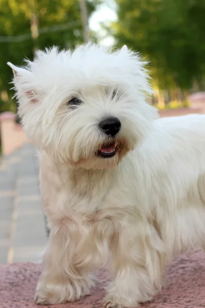 Batı Highland Beyaz Teriyeri