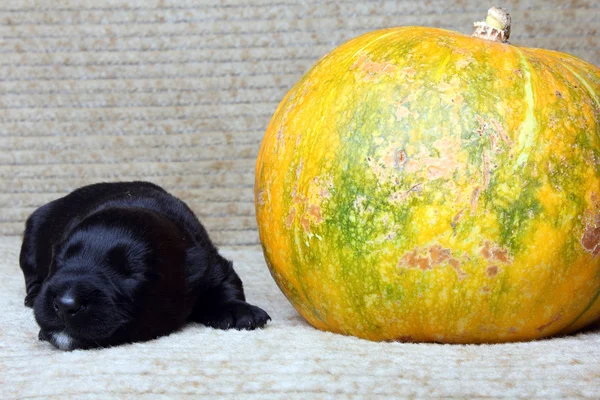 Doce pouco preto escocês terrier cachorro — Fotografia de Stock