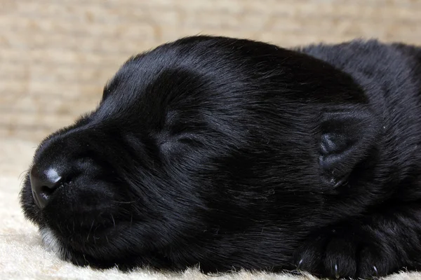 Doce pouco preto escocês terrier cachorro — Fotografia de Stock