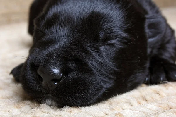 Söt liten svart skotsk terrier valp — Stockfoto