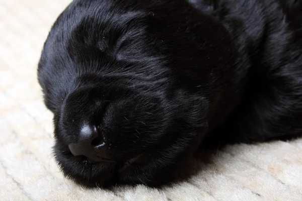 Sweet little black Scottish Terrier puppy — Stock Photo, Image