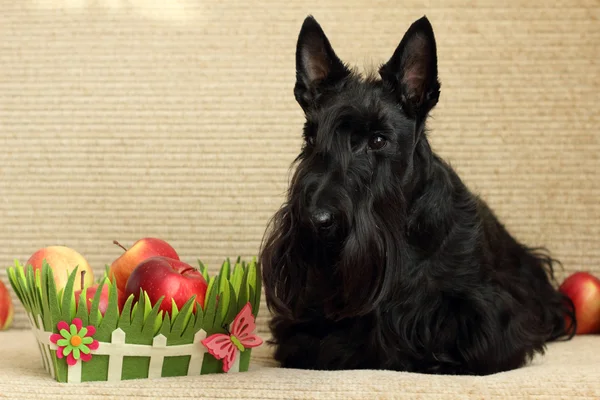 Scottish terrier with apple — Stock Photo, Image