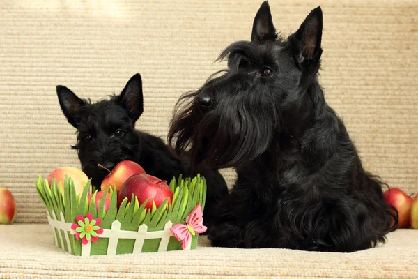 Scottish terrier with apple — Stock Photo, Image