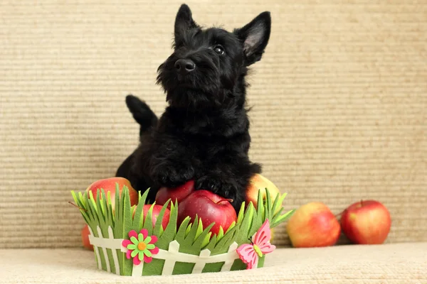 Scottish terrier with apple Royalty Free Stock Photos