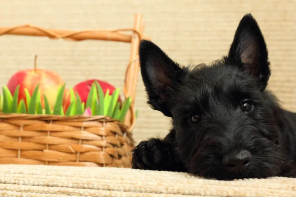 Schottischer Terrier mit Apfel Stockbild