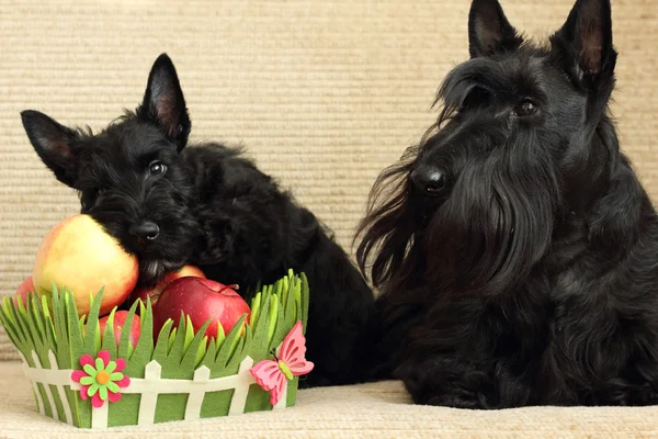 Scottish terrier with apple — Stock Photo, Image