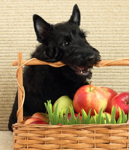 Terrier escocés con manzana — Foto de Stock