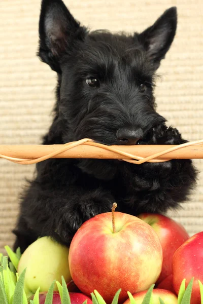 Scottish terrier with apple — Stock Photo, Image
