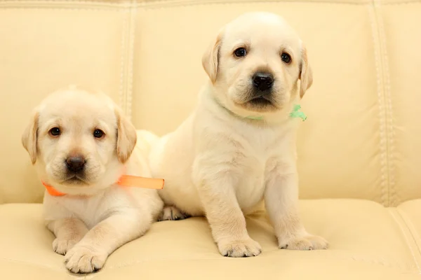 Labrador puppies — Stock Photo, Image