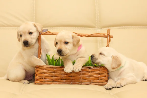 Labrador puppies — Stock Photo, Image