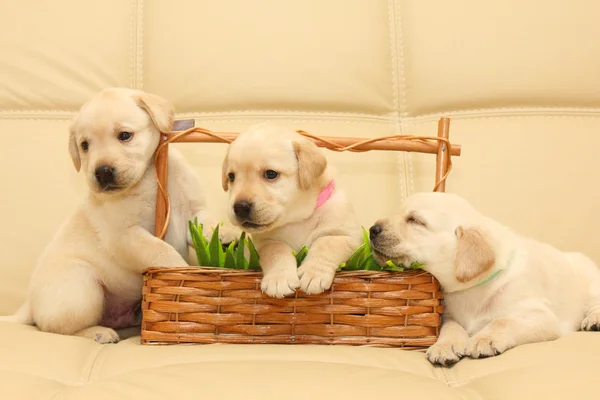 Labrador puppies Stock Image