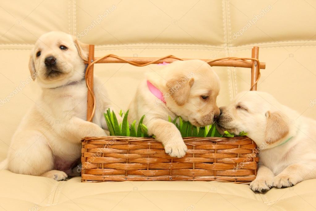 Stockfotos Bebe Labrador Bilder Stockfotografie Bebe Labrador Lizenzfreie Fotos Depositphotos