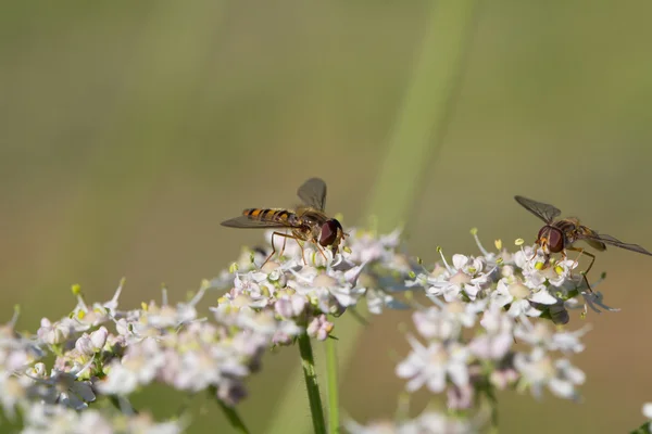 Due amici mosca — Foto Stock