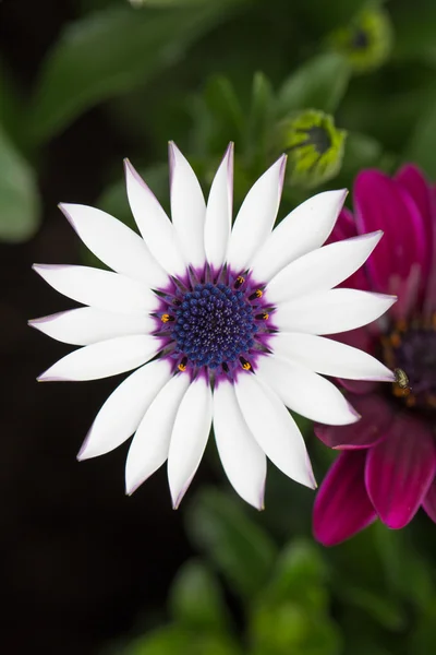 Bornholm marguerite närbild — Stockfoto