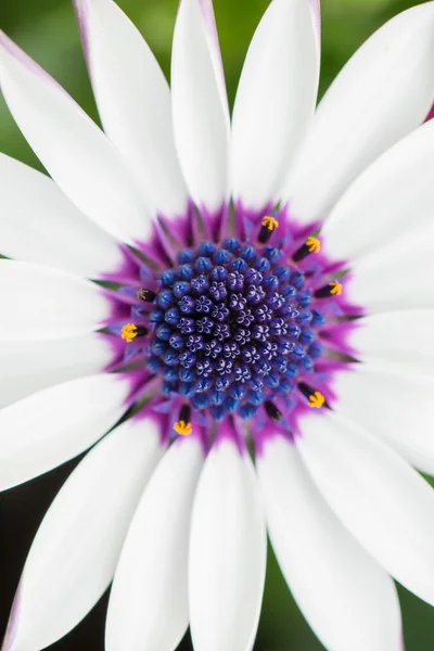 Bornholm marguerite portre