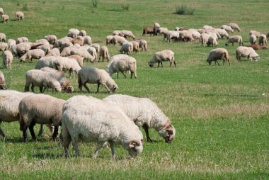Koyun sürüsü otluyor.