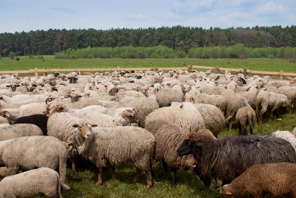 Flock of sheep — Stock Photo, Image