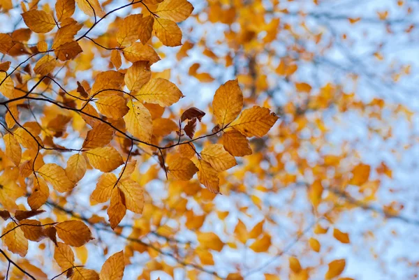 Autimn leaf — Stock Photo, Image