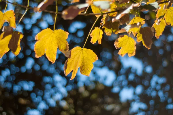 Autumn leaf — Stock Photo, Image