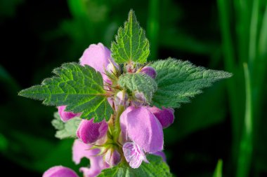 taze yeşil ısırgan