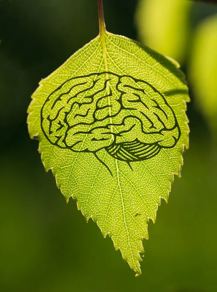 Ludzki umysł i liść — Zdjęcie stockowe
