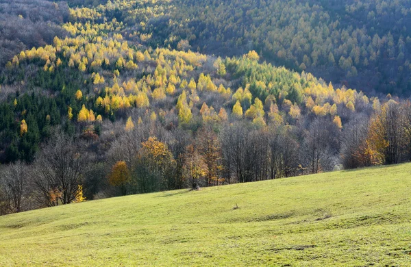 Paisagem de outono com árvore de cores — Fotografia de Stock