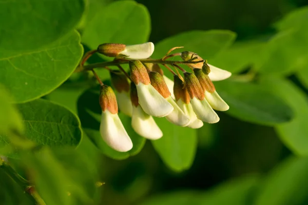 Acacia blommor — Stockfoto